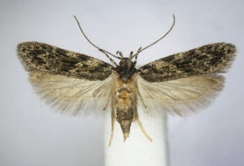  Gelechia muscosella Zeller, 1839.